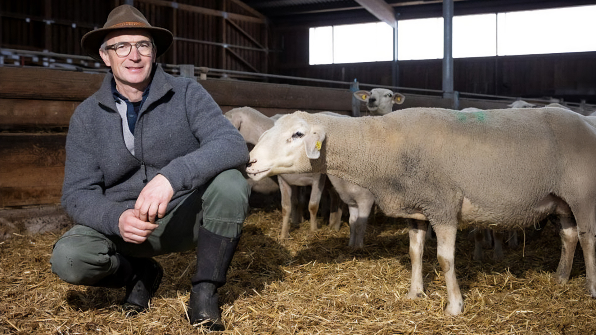 1920x1080 se sheep happens schaefer